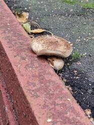 20260903_130417.thumb.jpg.08fe4df8d8390a7169a0cd94f3f2d1e7.jpg