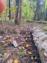 20260903_151259.thumb.jpg.a29c0b2056cf55947ca29f428b8f52d6.jpg
