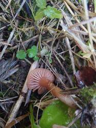 20260903_180820.thumb.jpg.34c5b175e407ab212947eb8e08f7cce1.jpg