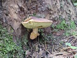 20260904_111715.thumb.jpg.1c6e91df86a05cfa1ca6d46ccbbef821.jpg