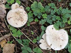 20260904_125414.thumb.jpg.6ac5a71eab275d7a44bb7a229debcd7c.jpg