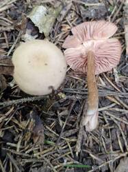 20260904_125643.thumb.jpg.93fae13d352f1487bb0eb179142e5a94.jpg