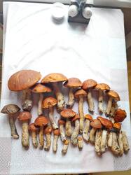 20260907_124152.jpg