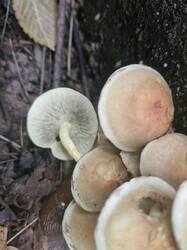 20260908_120159.thumb.jpg.2d42730145428d2ec1661f73a3729b3b.jpg