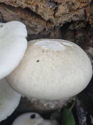 20260908_121327.thumb.jpg.602138cbd02e0f63b7537739680d8c48.jpg
