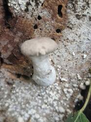 20260908_121335.thumb.jpg.939b172aea23e24f9dd6d04f75a66873.jpg