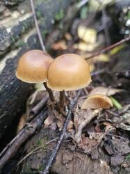 20260908_122245.thumb.jpg.3b2adb31498613533fdde1dc7820b850.jpg