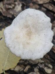 20260908_123556.thumb.jpg.d46d2da491603de860a69bed9b136cdf.jpg
