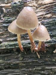 20260908_132217.thumb.jpg.fbbb1dca5bb10bab632908e8b87d52eb.jpg