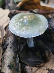 20260908_140857.thumb.jpg.9c9fe755fc4b4e5a65b3de337b6c0a65.jpg