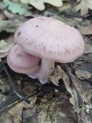 20260908_141211.thumb.jpg.615da130f61f1a5e020ac422fc8079db.jpg