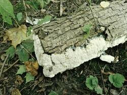 20260910_121200.thumb.jpg.bd2f01e4955b55691ed6d9014a5e4f68.jpg