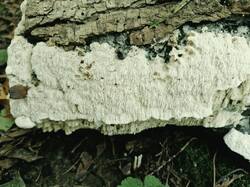 20260910_121210.thumb.jpg.a34aa59c7c3c116261a65b407cbff841.jpg