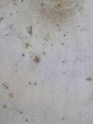 20260910_131343.thumb.jpg.4b36c9edf7a0594ac5070d8e61f99a13.jpg