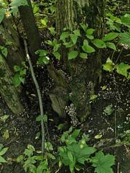 20260910_132853.thumb.jpg.1b062a36fe5b4a52ccda68b8c8595ef3.jpg
