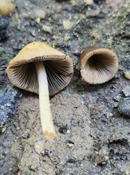 20260910_134147.thumb.jpg.4aaa815887dd28b32f2bcd1f221fcb6a.jpg