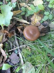 20260911_165414.thumb.jpg.efb9ca7f365e77cf0e88f5ce0ff3e0a8.jpg