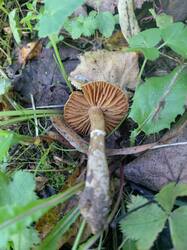 20260911_165506.thumb.jpg.d62a8bb9f09d547d44a55067d21ec49e.jpg
