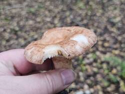 20260912_101545.thumb.jpg.a01818e3cd5137d9512db74f6b75f28c.jpg