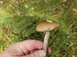 20260912_104804.thumb.jpg.520ff93679d1aded17cf5a68e655afcc.jpg