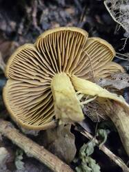 20260912_122957.thumb.jpg.283eb138101e90cf28ce9a8a4771b029.jpg