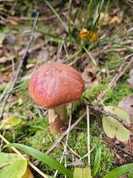 20260912_124404.thumb.jpg.c17e63d4c502bad7105b9d4d3cf83629.jpg