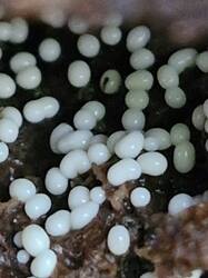 20260912_131858.thumb.jpg.0906ec39b8c68fa6b93f68c8083f6b2d.jpg