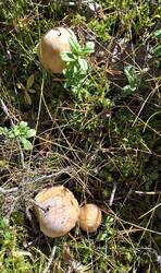 20260912_134915.thumb.jpg.b7720cf757ca98a014ebcb2a8b2689fb.jpg