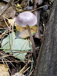 20260912_140912.thumb.jpg.93ec771f130dedcfb254c8f71a7edbdf.jpg
