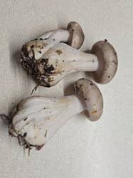 20260912_141137.thumb.jpg.6648d0fe8864cad71a6f3b03f12a1b26.jpg