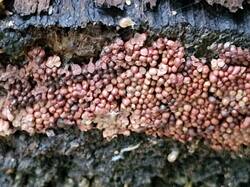 20260912_141145.thumb.jpg.aa05a644a21d3cccfe1f05436b34dc9e.jpg