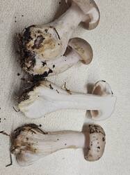 20260912_141218.thumb.jpg.d10bcef481479e61981415fcdebe38bc.jpg