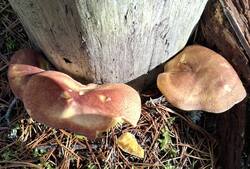 20260912_145045.thumb.jpg.f77f508372334a88da8a9a1a7ffe0626.jpg