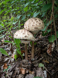 20260913-TAGE0260.thumb.jpg.1d89b66b7c743ce70def20f8ccc22f81.jpg