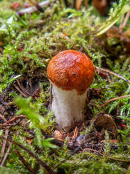 20260913-TAGE0267.thumb.jpg.f7930e773073a2f7cf576d293c9d148b.jpg