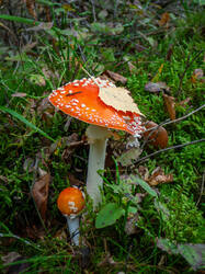 20260913-TAGE0316.thumb.jpg.767f44c0a532721e69f5fb65b2095718.jpg
