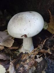 20260913_113011.thumb.jpg.b722036e550bd3db74d4b454e107b605.jpg