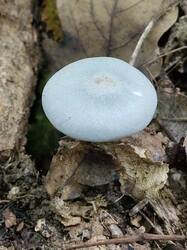 20260913_114653.thumb.jpg.aba27e05978f4ce55d5095c643767c8a.jpg