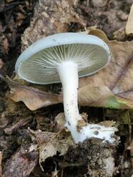 20260913_114729.thumb.jpg.cd334b6e149df9a604966f1d1ab38986.jpg