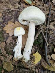 20260913_134539(0).thumb.jpg.d5371650f1289bae1cf629fdede910ff.jpg