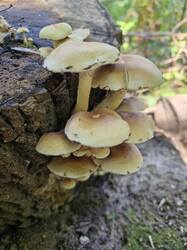 20260916_113421.thumb.jpg.1694995ba9cb0a46bb46af5917a92b5b.jpg