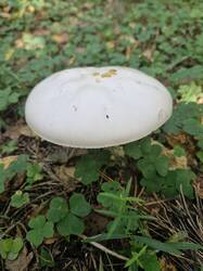 20260917_101456.thumb.jpg.7b32e005be0ad6fed40fdd521625b027.jpg