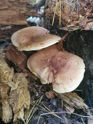 20260917_102117.thumb.jpg.d574614f386f5b21b6ee558ad0ccc03a.jpg