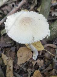20260917_114524.thumb.jpg.638c9eb33ad53165cb4d8bc4e78def2e.jpg