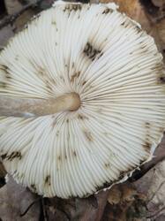 20260917_114604.thumb.jpg.58ee826b3fc0fd6cc452e62722703782.jpg
