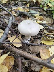 20260918_110411.thumb.jpg.1c46811fe07e36cf77e6f3c8d1a83c59.jpg