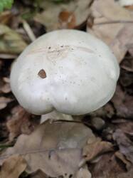 20260918_112810.thumb.jpg.bac33687b1ab22eeb2954ab13ae56fc8.jpg