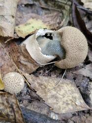 20260918_113819(0).thumb.jpg.f2ef8c79b1a449a8db1b68921befcf76.jpg