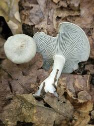 20260918_114642.thumb.jpg.743b749806ce6f4a3a37071891f50bf2.jpg