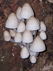20260918_121733.thumb.jpg.e0c6c4142d6195f02f892f3130d58172.jpg